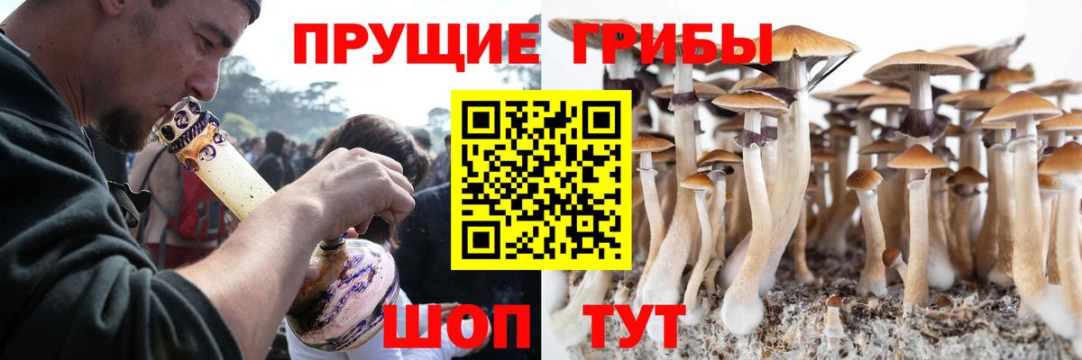 Псилоцибиновые грибы Psilocybine cubensis Выборг